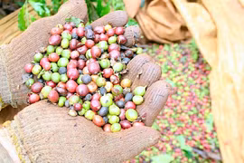 Giá cà phê trong nước lập kỷ lục mới, vượt ngưỡng 107.000 đồng/kg