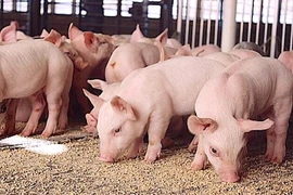 Tại tỉnh Gia Lai, giá heo hơi hôm nay giảm 1.000 đồng/kg, xuống còn 55.000 đồng/kg. Ảnh: Internet