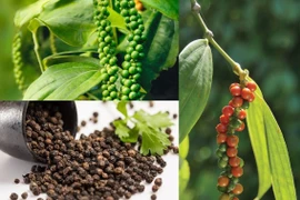 Giá cà phê giảm mạnh ngày cuối tuần, hồ tiêu không biến động