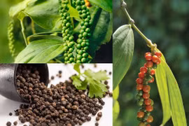 Giá cà phê giảm mạnh ngày cuối tuần, hồ tiêu không biến động