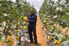 Dưa lưới - Cây trồng triển vọng ở Ia Phí 