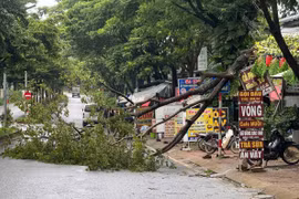 Cây muồng vàng lớn gãy đổ gây ách tắc giao thông trên đường Cách Mạng Tháng Tám nối dài.