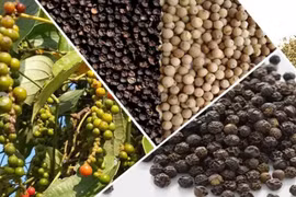 Ngày 4-8, hồ tiêu tại Gia Lai neo ở mức 139.000 đồng/kg