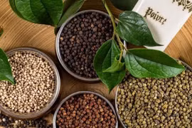 Ngày 24-8, giá hồ tiêu tại Gia Lai tăng lên mức 143.500 đồng/kg