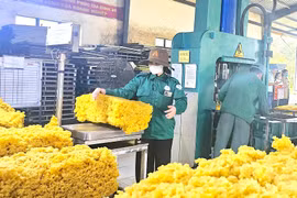 Ngày 26-7, giá cao su thế giới tăng vọt trên các sàn giao dịch