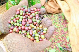 Giá cà phê trong nước lập kỷ lục mới, vượt ngưỡng 107.000 đồng/kg
