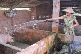 Ngày 25-9, giá heo hơi giảm đến 2.000 đồng/kg tại miền Trung và miền Nam