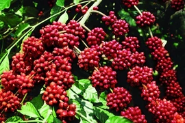 Giá cà phê tiếp tục tăng mạnh, leo mốc 117.500 đồng/kg trong ngày 17-8