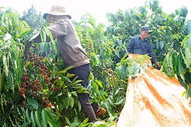 Hôm nay (21-7), giá cà phê tại Gia Lai ở mức 93.800 đồng/kg