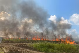 Kbang: Cháy 6,7 ha mía của 7 hộ dân ở xã Nghĩa An