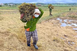 Lúa tươi đồng loạt tăng 200-400 đồng/kg trong ngày 30-9. Ảnh: M.T