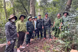 Xã Vĩnh Thạnh phối hợp tuần tra, truy quét, kiểm tra bảo vệ rừng. Ảnh: V.T
