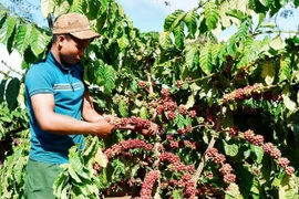 Ngày 22-7: Giá cà phê và hồ tiêu ổn định, gạo nguyên liệu bật tăng 150-350 đồng/kg