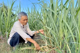 Gia Lai chủ động phòng-chống sinh vật gây hại cây trồng