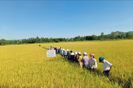 Mô hình sản xuất lúa chất lượng ở Hoài Nhơn Đông đạt lợi nhuận gần 17 triệu đồng/ha