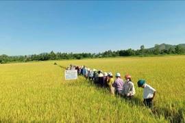 Mô hình sản xuất lúa chất lượng ở Hoài Nhơn Đông đạt lợi nhuận gần 17 triệu đồng/ha