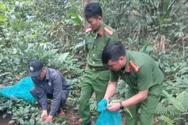 Gia Lai: Thả 3 cá thể rùa quý hiếm, nguy cấp về môi trường tự nhiên