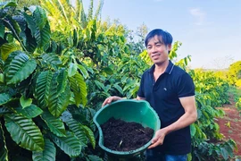 Anh Lê Viết Đen (làng Plei Briêng, xã Chư Pưh) "biến" chất thải chăn nuôi, vỏ cà phê, rơm rạ... thành phân bón hữu cơ cho cây trồng. 
