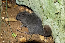 Phát hiện loài chuột đá Trường Sơn ngỡ đã tuyệt chủng 11 triệu năm trước