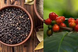 Giá cà phê và hồ tiêu cùng đi xuống trong ngày 18-9. Ảnh: Internet