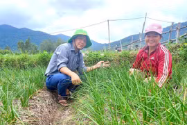 Mô hình sản xuất cây kiệu đạt chuẩn VietGAP của 14 hộ dân ở xã Phù Mỹ Tây. Ảnh: ĐVCC