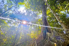 Gia Lai có 3 thủ tục hành chính nội bộ mới thuộc lĩnh vực bảo tồn thiên nhiên và đa dạng sinh học