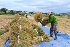 Giá lúa tươi trong nước ngày 13-9 giảm 200-300 đồng/kg. Ảnh: M.T