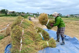 Giá lúa tươi trong nước ngày 13-9 giảm 200-300 đồng/kg. Ảnh: M.T