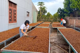 Ngày 30-9, giá cà phê quay đầu tăng nhẹ 1.000 đồng/kg. Ảnh minh họa: M.T