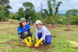 Huy động ít nhất 5 triệu cây giống phục vụ cho kế hoạch trồng cây xanh năm 2025