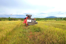Sức sống mới ở vựa lúa vùng đệm Ia Lâu
