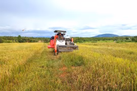 Sức sống mới ở vựa lúa vùng đệm Ia Lâu