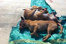 Công an xã Tuy Phước Bắc xác minh đối tượng trộm chó, gà