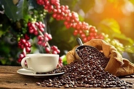 Giá cà phê chững lại sau khi lập đỉnh, cao nhất ở mức 103.800 đồng/kg