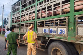 Gia Lai: Phát hiện vụ vận chuyển heo có dấu hiệu dịch bệnh