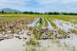 Chuyển giao kỹ thuật nuôi vịt biển thương phẩm tại xã Tuy Phước Tây