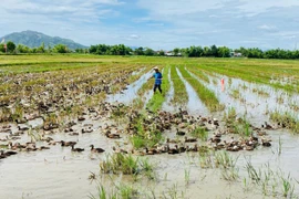 Chuyển giao kỹ thuật nuôi vịt biển thương phẩm tại xã Tuy Phước Tây