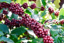 Giá cà phê trong nước quay đầu giảm nhẹ trong ngày 19-7