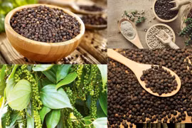 Ngày 10-9, giá thu mua được ghi nhận cao nhất là tại 2 tỉnh Đắk Lắk và Lâm Đồng với 153.000 đồng/kg. Ảnh: Internet