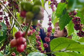 Ngày 1-8, giá cà phê tiến sát mốc 100.000 đồng/kg