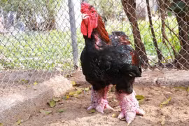 Ghi danh di sản văn hóa phi vật thể quốc gia đối với "Tri thức dân gian nuôi và chế biến gà Đông Tảo"