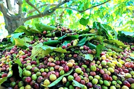 Giá cà phê trong nước chính thức đạt mốc 100.000 đồng/kg