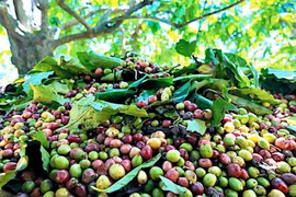 Giá cà phê trong nước chính thức đạt mốc 100.000 đồng/kg