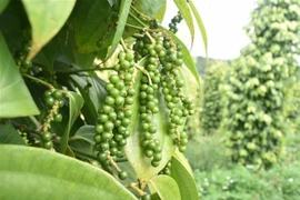 Giá hồ tiêu trong nước ổn định, riêng tại Đắk Lắk tăng 500 đồng/kg