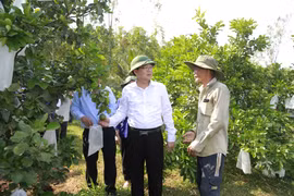 Chuyển mục đích sử dụng 4,62 ha rừng để xây dựng nhà máy chế biến nông-lâm sản