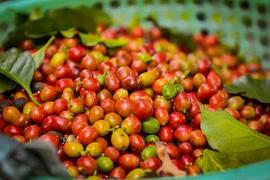 Tại Gia Lai, cà phê hiện có giá 120.200 đồng/kg, tăng 2.200 đồng/kg trong ngày 14-9. Ảnh: Internet