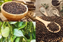 Giá hồ tiêu tại Gia Lai tăng 2.000 đồng, hiện ở mức 139.000 đồng/kg