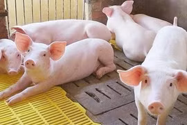 Giá heo hơi giảm 1.000-2.000 đồng/kg ở miền Bắc và miền Trung trong ngày 16-9. Ảnh: Internet