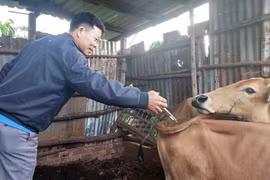 Gia Lai công bố 6 TTHC nội bộ mới thuộc lĩnh vực thú y