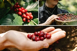 So với hôm qua, cà phê ngày 29-9 đi ngang với giá thu mua trong khoảng 114.300-115.500 đồng/kg. Ảnh: Internet